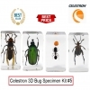 Celestron 3D Bug Specimen Kit #5