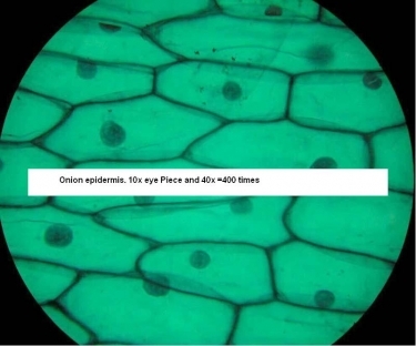 Zenith Scholaris-400 Dual Led Biological Inspection Microscope