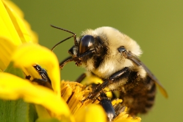 Canon 500D Close Up Lens 58mm Lens