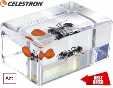 Celestron 3D Bug Specimen Kit #5