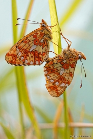 Pentax 70mm F2.4 SMCP-DA 70 Lens Pentax 70mm F2.4 SMCP-DA 70 Lens